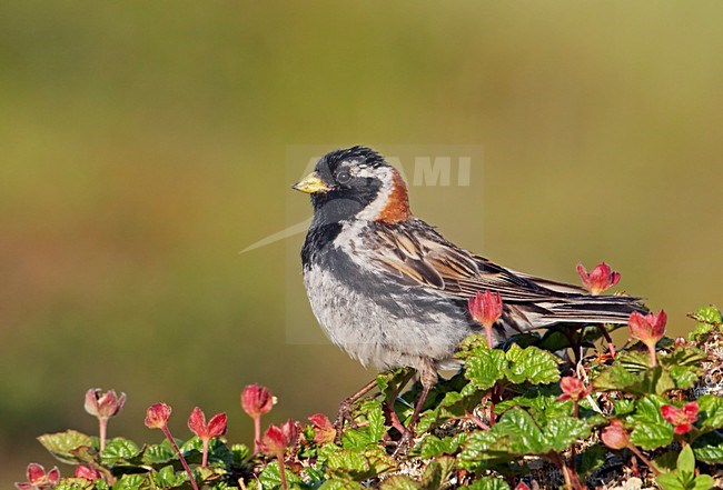 Volwassen mannetje IJsgors in broedgebied; Adult male Lapland Longspur at breeding site stock-image by Agami/Markus Varesvuo,