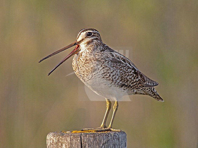 Japanse Snip roepend op paal, Latham's Snipe calling on pole stock-image by Agami/Pete Morris,