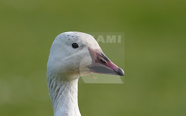 Greater Snow Goose, Chen caerulescens atlanticus (2cy), Gentofte, Denmark stock-image by Agami/Helge Sorensen,