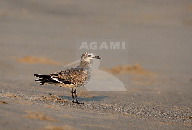 Laughing Gull, Larus atricilla megalopterus, 1stWinter  at Cape May, New Jersey, USA stock-image by Agami/Helge Sorensen,