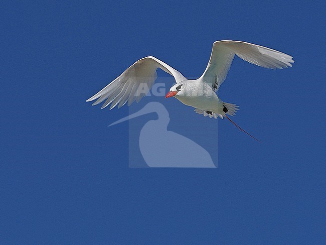 Red-tailed Tropicbird, Phaethon rubric, in French Polynesia. stock-image by Agami/James Eaton,