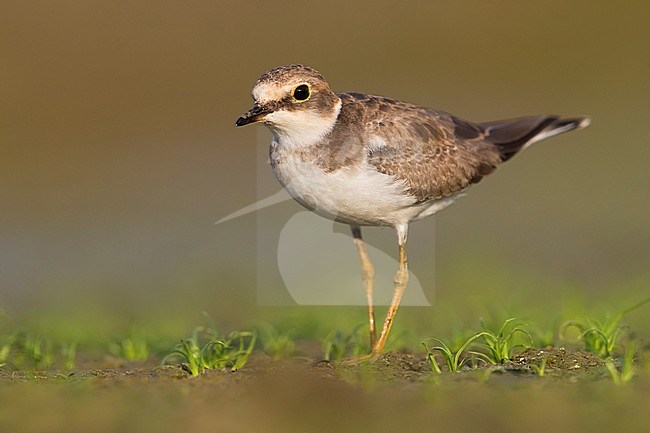 Kleine Plevier, Little Ringed Plover, Charadrius dubius stock-image by Agami/Daniele Occhiato,