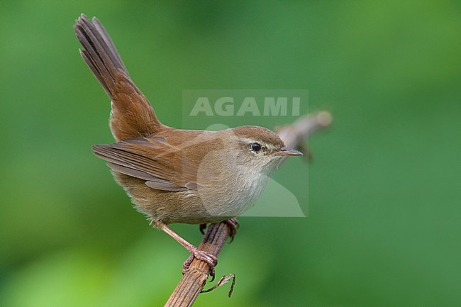 Cettis Zanger zittend op tak; Cettis Warbler perched on branch stock-image by Agami/Daniele Occhiato,