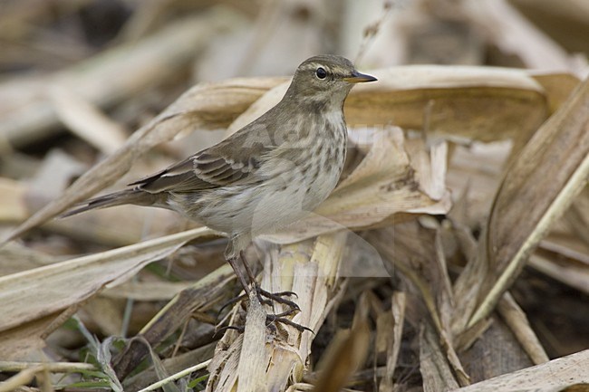 Water Pipit perched; Waterpieper zittend stock-image by Agami/Daniele Occhiato,