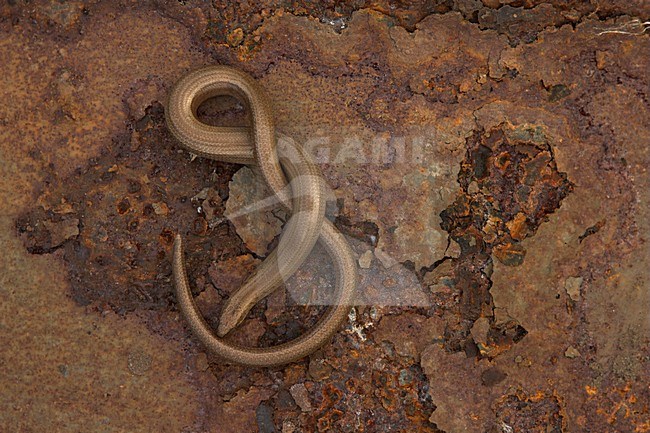 Hazelworm, Slow Worm stock-image by Agami/Danny Green,