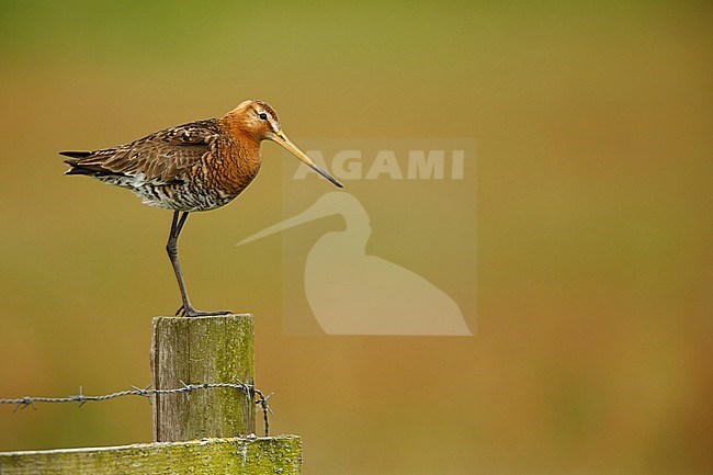 Grutto; Limosa limosa; stock-image by Agami/Chris van Rijswijk,