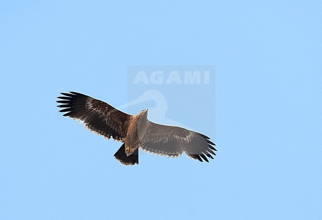 Steppe Eagle (Aquila nipalensis) soaring against a blue sky in Iran. Seen from below. stock-image by Agami/Edwin Winkel,