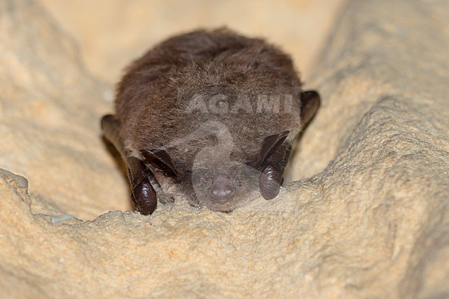 Meervleermuis in winterslaap in een grot, Pond bat in hibernation in a cave stock-image by Agami/Theo Douma,