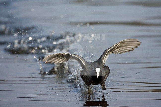 Meerkoet rennend over het water; Eurasian Coot running on the water stock-image by Agami/Marc Guyt,