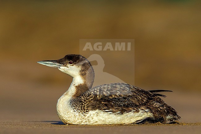 First-summer Common Loon (Gavia immer), also known as Great Northern Diver, resting on the beach in summer in the island of Terceira, Azores, Portugal. stock-image by Agami/Rafael Armada,