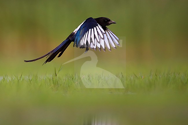 Eurasian Magpie, Pica pica, in Italy. stock-image by Agami/Daniele Occhiato,