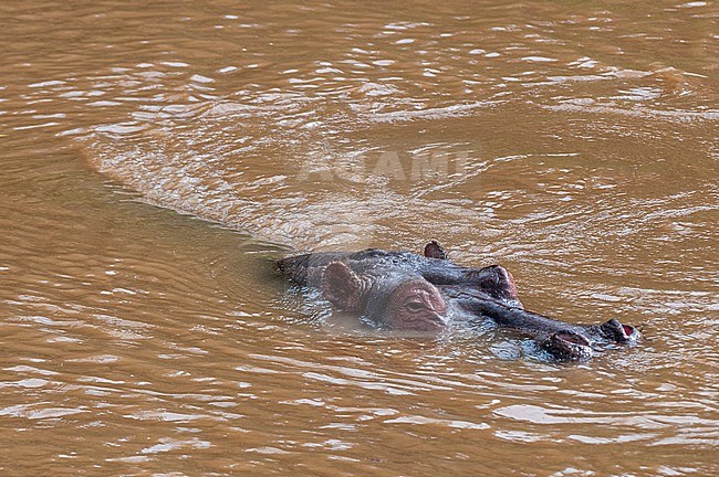 A hippopotamus, Hippopotamus amphibius, in a water pool. Masai Mara National Reserve, Kenya. stock-image by Agami/Sergio Pitamitz,