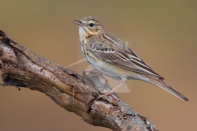 Boompieper zittend in een boom; Tree Pipit perched in a tree stock-image by Agami/Daniele Occhiato,