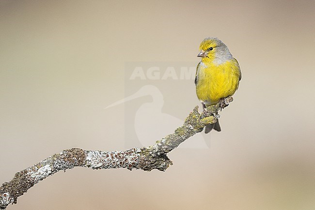 Citril Finch male on a beautiful perch stock-image by Agami/Alain Ghignone,