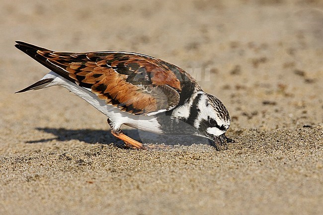 Adult breeding
Los Angeles Co., CA
May 2008 stock-image by Agami/Brian E Small,