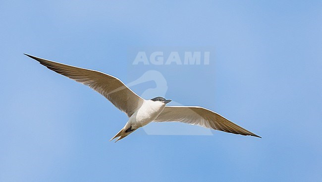 Adult Gull-billed Tern (Gelochelidon nilotica) in flight over Greek island Lesvos during spring migration. stock-image by Agami/Marc Guyt,