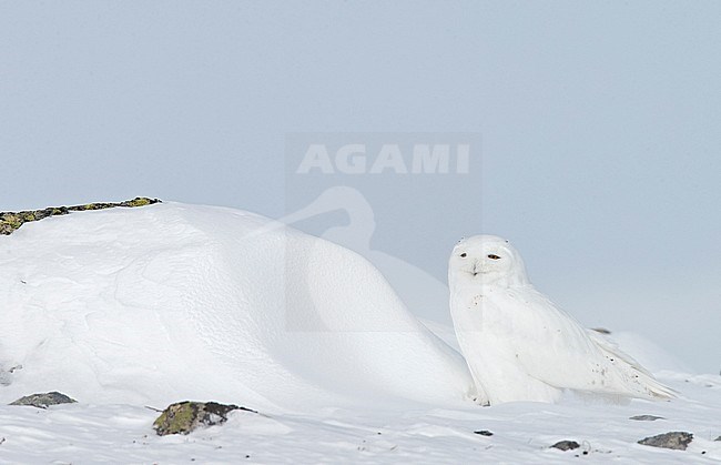 Snowy Owl (Nyctea scandiaca) Utsjoki Finland April 2013 stock-image by Agami/Markus Varesvuo,