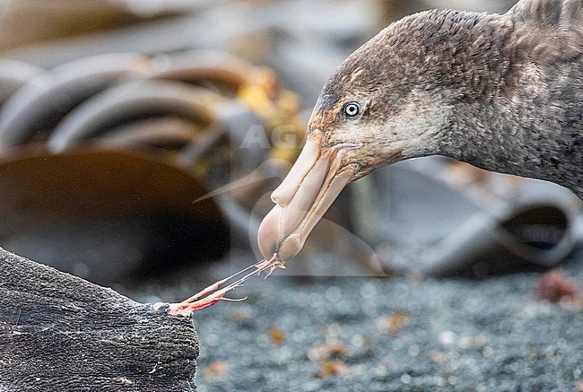 Northern Giant Petrel (Macronectes halli) on Macquarie island, Australia. Also known as Hall's Giant Petrel. Eating from a dead Southern Elephant Seal. stock-image by Agami/Marc Guyt,