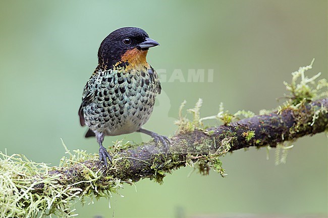 Rufous-throated Tanager (Ixothraupis rufigula) at Farallones National Park, Colombia. stock-image by Agami/Tom Friedel,