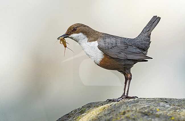 White-throated Dipper, Waterspreeuw stock-image by Agami/Alain Ghignone,