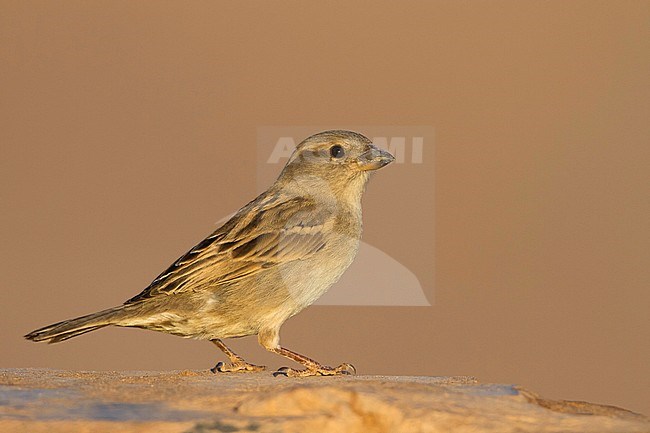 Huismus, House Sparrow, Passer domesticus ssp. tingitanus, adult, female, Morocco stock-image by Agami/Ralph Martin,