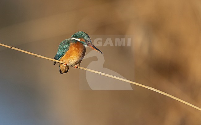 Common Kingfisher (Alcedo atthis ispida) female sitting on single reed stock-image by Agami/Helge Sorensen,