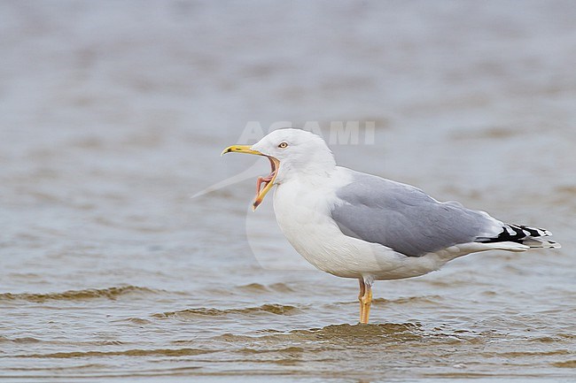 Yellow-legged Gull, Larus michahellis, adult winter standing in water seen from side stock-image by Agami/Menno van Duijn,