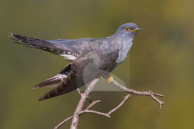 Koekoek; Common Cuckoo; Cuculus canorus stock-image by Agami/Daniele Occhiato,