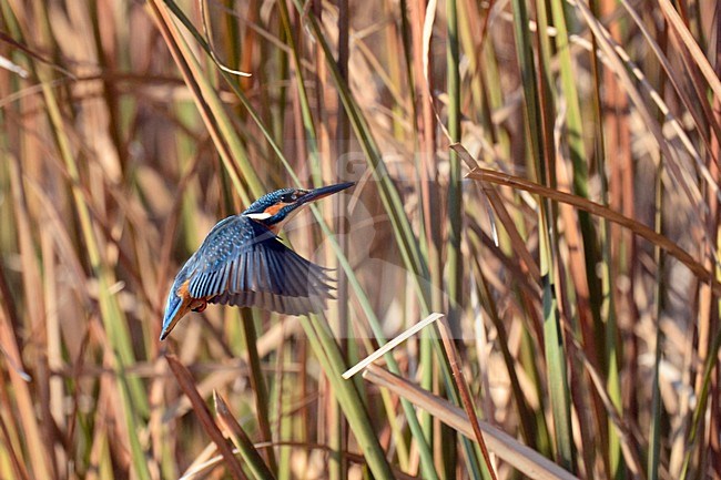 IJsvogel, Common Kingfisher, Alcedo atthis stock-image by Agami/Jari Peltomäki,