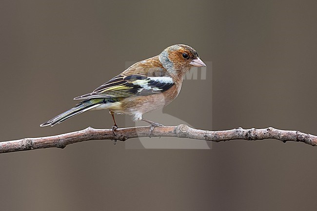 Adult male Common Chaffinch (Fringilla coelebs) perched on a rock in Florence, Tuscany, Italiy. stock-image by Agami/Vincent Legrand,