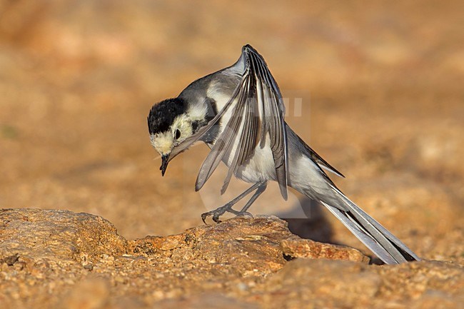 Witte Kwikstaart; White Wagtail; Motacilla alba stock-image by Agami/Daniele Occhiato,