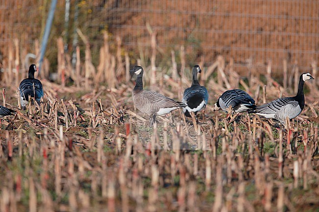 Small cackling goose (Branta hutchinsii minima) a rare vagrant from North America that turned up in the Netherlands. stock-image by Agami/Ran Schols,