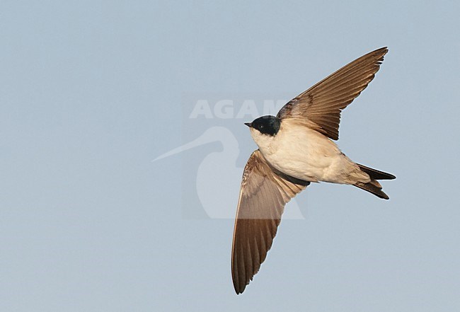 Huiszwaluw in vlucht, Common House Martin in flight stock-image by Agami/Markus Varesvuo,