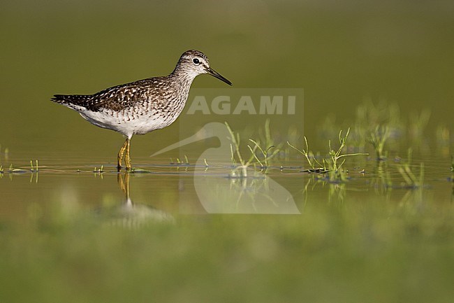 Wood Sandpiper - Bruchwasserläufer - Tringa glareola, Germany, adult, worn breeding plumage stock-image by Agami/Ralph Martin,