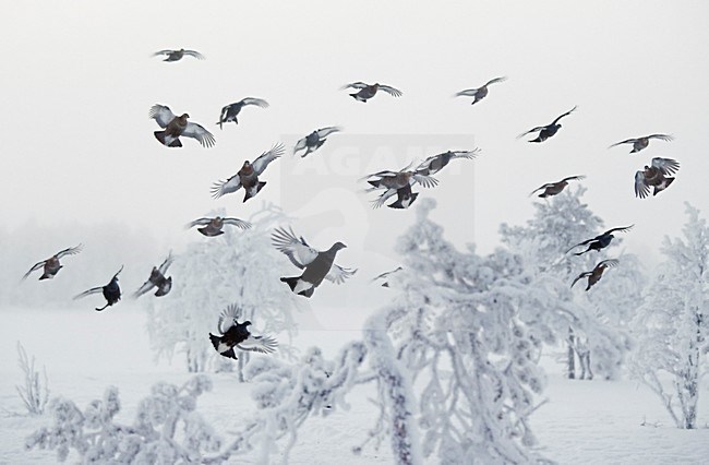 Korhoenders in de vlucht; Black Grouse in flight stock-image by Agami/Markus Varesvuo,