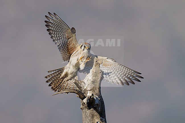 Adult female
Riverside Co., CA
January 2022 stock-image by Agami/Brian E Small,