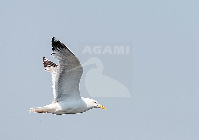 Adult Caspian Gull (Larus cachinnans in flight over the Donau delta in Romania. Side view of bird showing under wing pattern. stock-image by Agami/Marc Guyt,