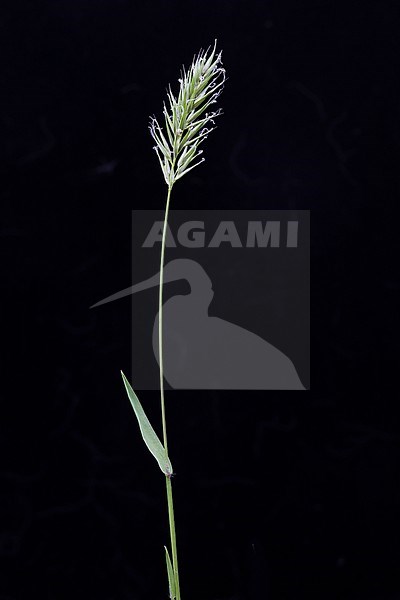 Annual Vernal-grass, Anthoxanthum aristatum, angiosperms, backlight, close-up, close up, conservation, detail, ecological, 
environment, eudicots, Europe, European, Flora, green, illuminate, leaf, low light, macro, natural, nature, outdoor, outdoors, plant, plantae, plantain family, shade, spotlight, tracheophytes, vegetation, wild, wildlife, wildflower, monocots, commelinids,  poales, poaceae, pooideae, rare stock-image by Agami/Wil Leurs,