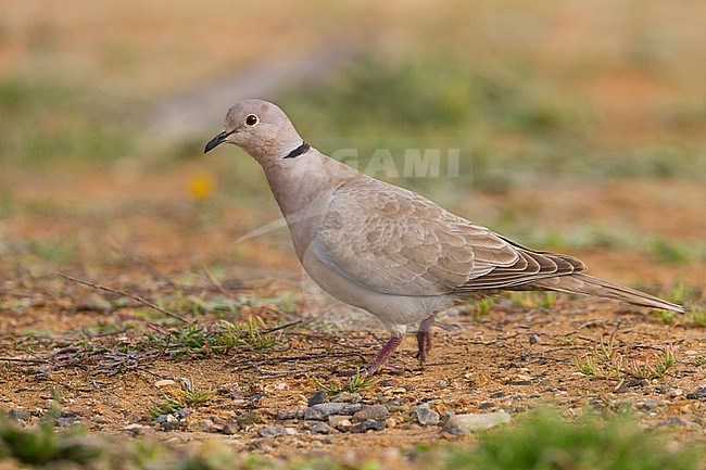 Eurasian Collored Dove - Türkentaube - Streptopelia decaocto stock-image by Agami/Ralph Martin,