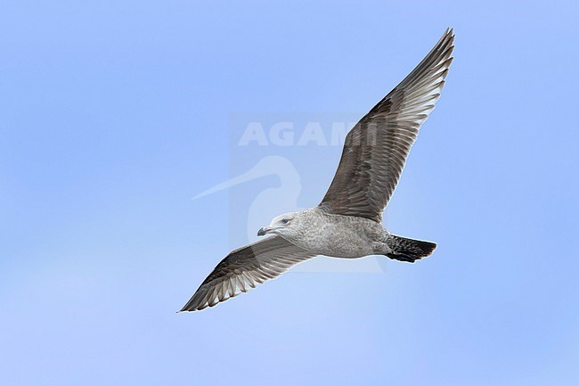 1st winter American Herring Gull (Larus smithsonianus) in flight.
Monmouth Co., N.J.
March 2017 stock-image by Agami/Brian E Small,