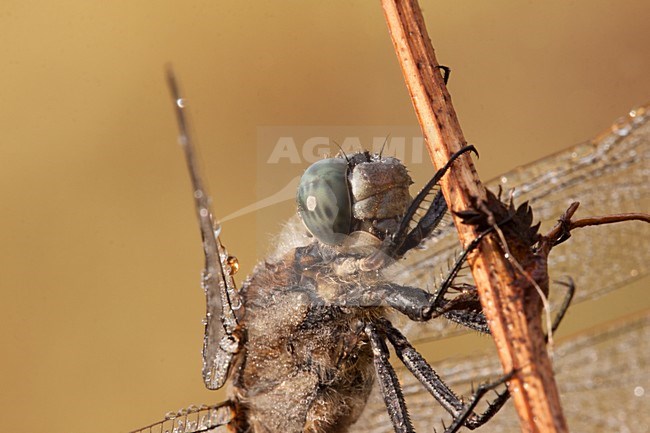 Gewone Oeverlibel, Black-tailed skimmer, Orthetrum cancellatum stock-image by Agami/Theo Douma,