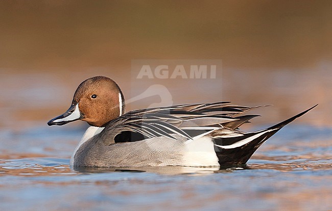 Northern Pintail, Pijlstaart, Anas acuta, Germany, adult male stock-image by Agami/Ralph Martin,