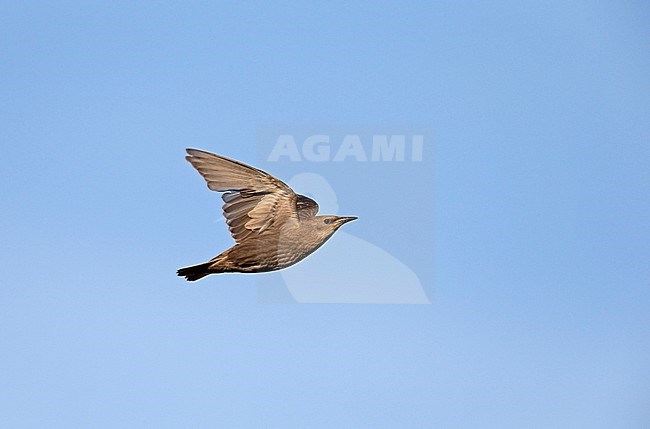 Juvenile Common Starling (Sturnus vulgaris) migrating, flying against a blue sky. stock-image by Agami/Ran Schols,