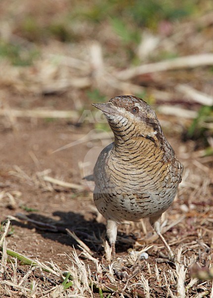 Draaihals op de grond; Eurasian Wryneck on the ground stock-image by Agami/Markus Varesvuo,