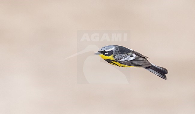 Magnolia Warbler (Setophaga magnolia) male in flight during migration stock-image by Agami/Ian Davies,