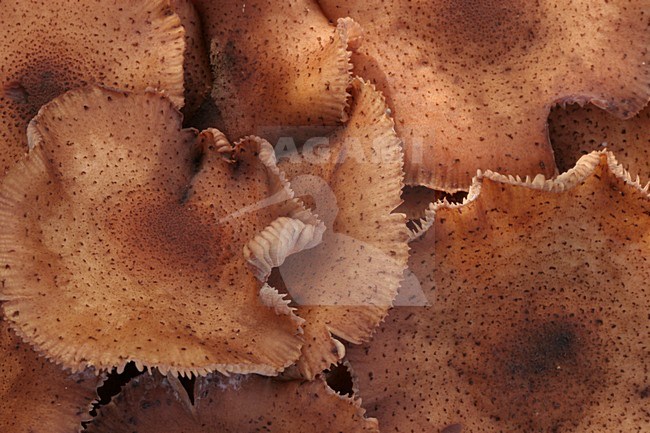 Echte honingzwam, Honey fungus stock-image by Agami/Menno van Duijn,