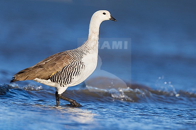 Upland Goose (Chloephaga picta) at a lagoona in Argentina stock-image by Agami/Dubi Shapiro,