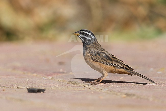 Cinnamon-breasted Bunting (Emberiza tahapisi), standing on the ground, Wadi Darbat, Dhofar, Oman stock-image by Agami/Saverio Gatto,