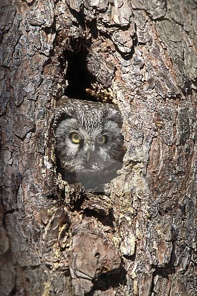 Ruigpootuil kijkt uit nestkast; Boreal Owl looking from nestbox stock-image by Agami/Jari Peltomäki,