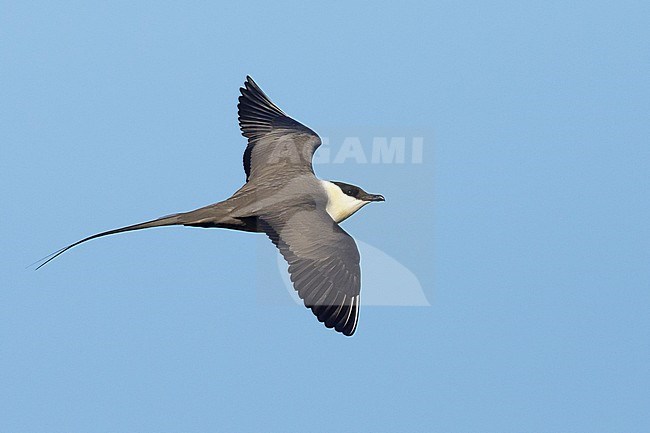 Adult Long-tailed Skua (Stercorarius longicaudus) in flight against blue sky as background on Seward Peninsula, Alaska, United States during spring. stock-image by Agami/Brian E Small,